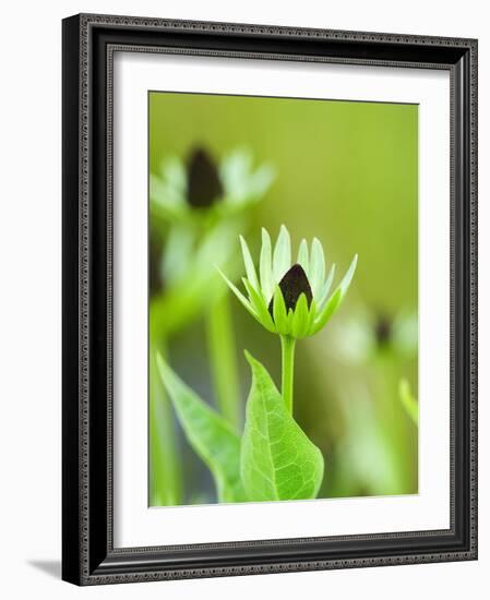 Rudbeckia occidentalis, or green wizard-Clive Nichols-Framed Photographic Print