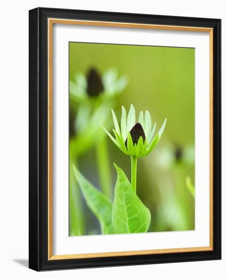 Rudbeckia occidentalis, or green wizard-Clive Nichols-Framed Photographic Print