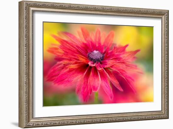 RUDBECKIA-Jacky Parker-Framed Giclee Print