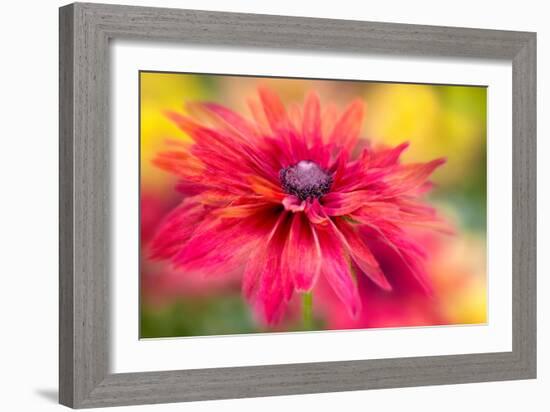 RUDBECKIA-Jacky Parker-Framed Giclee Print