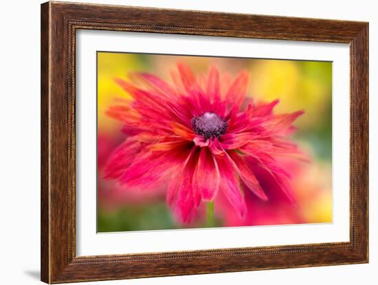 RUDBECKIA-Jacky Parker-Framed Giclee Print