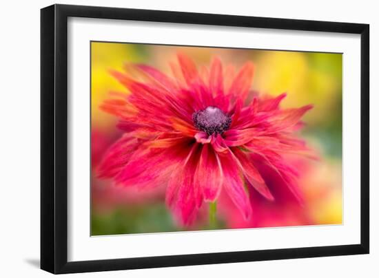 RUDBECKIA-Jacky Parker-Framed Giclee Print