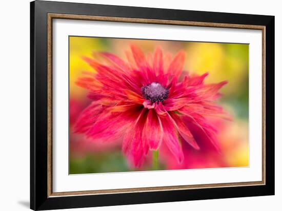 RUDBECKIA-Jacky Parker-Framed Giclee Print