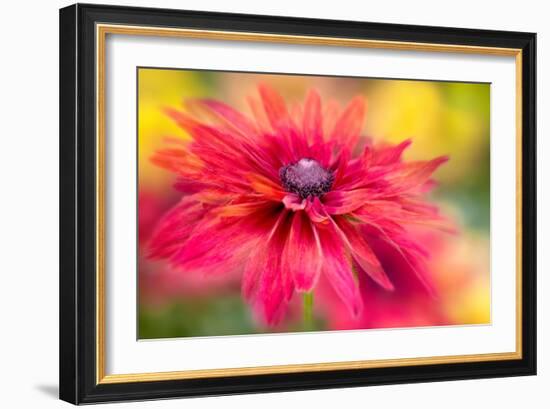 RUDBECKIA-Jacky Parker-Framed Giclee Print