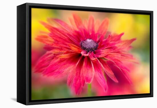 RUDBECKIA-Jacky Parker-Framed Premier Image Canvas