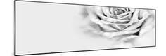 Premium Photographic Print