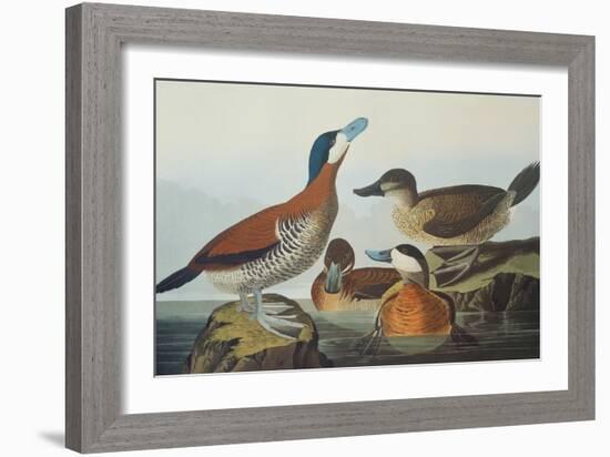Ruddy Duck-John James Audubon-Framed Art Print
