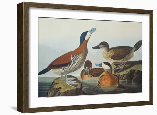 Ruddy Duck-John James Audubon-Framed Art Print