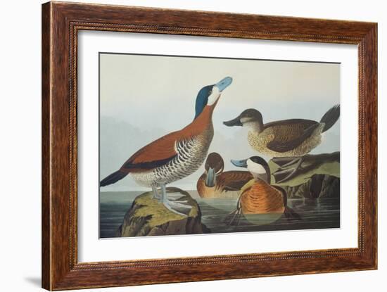 Ruddy Duck-John James Audubon-Framed Art Print