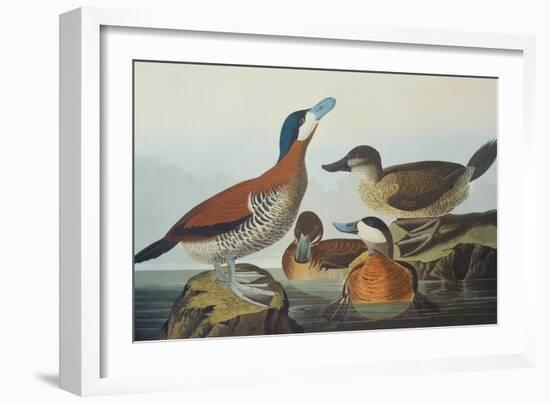 Ruddy Duck-John James Audubon-Framed Art Print