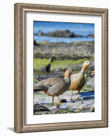 Ruddy-headed Goose (Chloephaga rubidiceps) in tidal area of Carcass Island, Falkland Islands-Martin Zwick-Framed Photographic Print