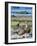 Ruddy-headed Goose in tidal area of Carcass Island, Falkland Islands-Martin Zwick-Framed Photographic Print