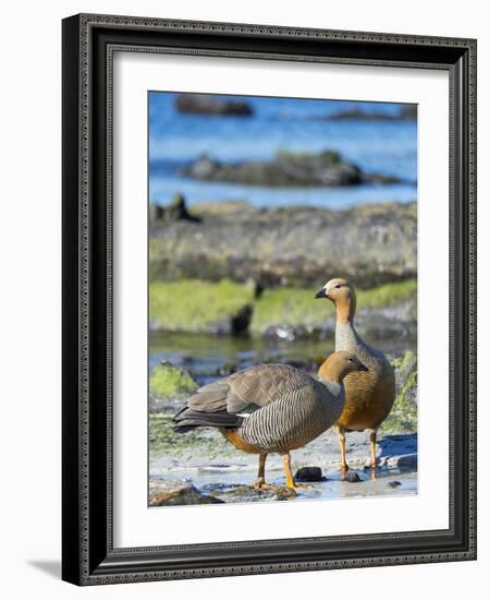 Ruddy-headed Goose in tidal area of Carcass Island, Falkland Islands-Martin Zwick-Framed Photographic Print