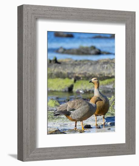 Ruddy-headed Goose in tidal area of Carcass Island, Falkland Islands-Martin Zwick-Framed Photographic Print