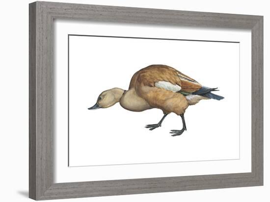 Ruddy Shelduck (Casarca Ferruginea), Duck, Birds-Encyclopaedia Britannica-Framed Art Print