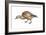 Ruddy Shelduck (Casarca Ferruginea), Duck, Birds-Encyclopaedia Britannica-Framed Art Print