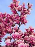Magnolia Blossoms, Central Park, NY-Rudi Von Briel-Photographic Print