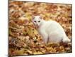 Premium Photographic Print