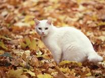 White Cat in Autumn Leaves-Rudi Von Briel-Photographic Print