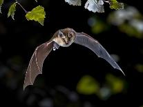 Pipistrelle Bat (Pipistrellus Pipistrellus) Flying on Wooden Ceiling of House in Darkness-Rudmer Zwerver-Photographic Print