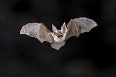 Pipistrelle Bat (Pipistrellus Pipistrellus) Flying on Wooden Ceiling of House in Darkness-Rudmer Zwerver-Photographic Print