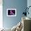 Rudolf Nureyev and Margot Fonteyn in Frederick Ashton's Marguerite and Armand, England-Anthony Crickmay-Framed Photographic Print displayed on a wall