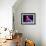 Rudolf Nureyev and Margot Fonteyn in Frederick Ashton's Marguerite and Armand, England-Anthony Crickmay-Framed Photographic Print displayed on a wall