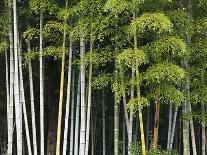 Bamboo Forest in Sagano-Rudy Sulgan-Photographic Print