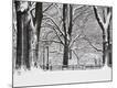 Photographic Print