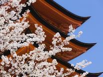 Cherry Blossoms at Itsukushima Jinja Shrine-Rudy Sulgan-Photographic Print
