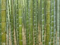 Bamboo Forest in Sagano-Rudy Sulgan-Framed Photographic Print