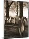 Photographic Print