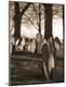 Photographic Print