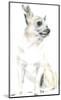 Rudy The Chihuahua-Kellas Campbell-Mounted Giclee Print