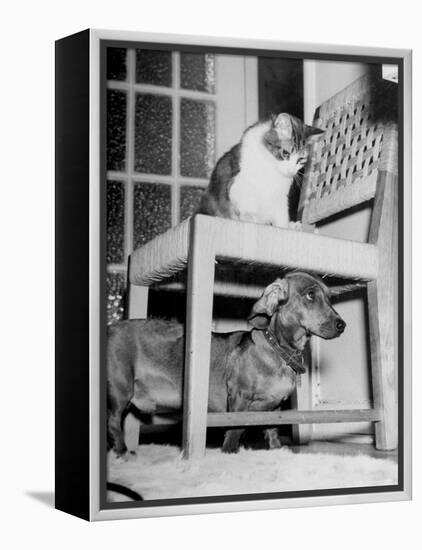 Rudy the Dachshund and Trudy the Cat Engaged in Hide and Seek Or "Pounce on the Dog"-Frank Scherschel-Framed Premier Image Canvas
