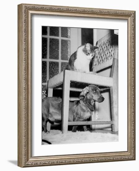 Rudy the Dachshund and Trudy the Cat Engaged in Hide and Seek Or "Pounce on the Dog"-Frank Scherschel-Framed Photographic Print