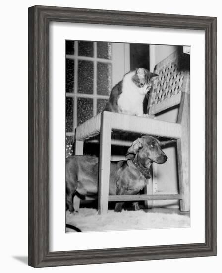 Rudy the Dachshund and Trudy the Cat Engaged in Hide and Seek Or "Pounce on the Dog"-Frank Scherschel-Framed Photographic Print