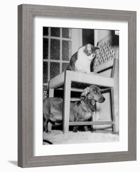 Rudy the Dachshund and Trudy the Cat Engaged in Hide and Seek Or "Pounce on the Dog"-Frank Scherschel-Framed Photographic Print