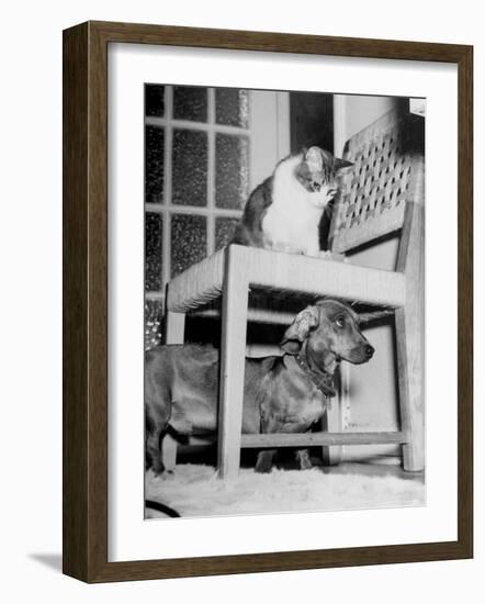 Rudy the Dachshund and Trudy the Cat Engaged in Hide and Seek Or "Pounce on the Dog"-Frank Scherschel-Framed Photographic Print