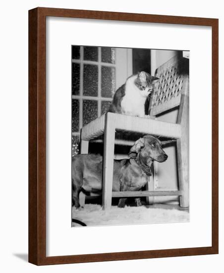 Rudy the Dachshund and Trudy the Cat Engaged in Hide and Seek Or "Pounce on the Dog"-Frank Scherschel-Framed Photographic Print