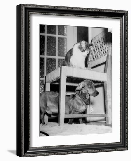 Rudy the Dachshund and Trudy the Cat Engaged in Hide and Seek Or "Pounce on the Dog"-Frank Scherschel-Framed Photographic Print