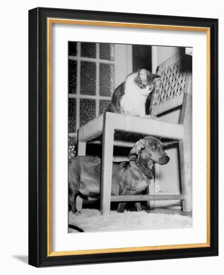 Rudy the Dachshund and Trudy the Cat Engaged in Hide and Seek Or "Pounce on the Dog"-Frank Scherschel-Framed Photographic Print