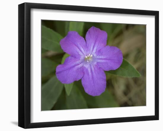 Ruellia, Ruellia carolinensis, Central Florida-Maresa Pryor-Framed Photographic Print