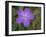 Ruellia, Ruellia carolinensis, Central Florida-Maresa Pryor-Framed Photographic Print