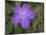 Ruellia, Ruellia carolinensis, Central Florida-Maresa Pryor-Mounted Photographic Print