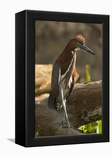 Rufescent Tiger Heron-Joe McDonald-Framed Premier Image Canvas