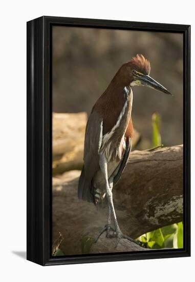 Rufescent Tiger Heron-Joe McDonald-Framed Premier Image Canvas