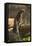 Rufescent Tiger Heron-Joe McDonald-Framed Premier Image Canvas