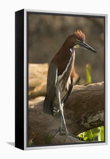 Rufescent Tiger Heron-Joe McDonald-Framed Premier Image Canvas