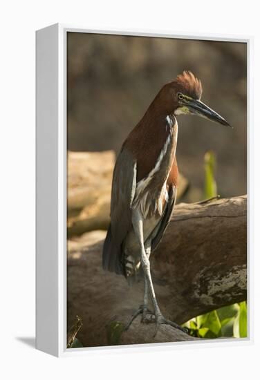 Rufescent Tiger Heron-Joe McDonald-Framed Premier Image Canvas